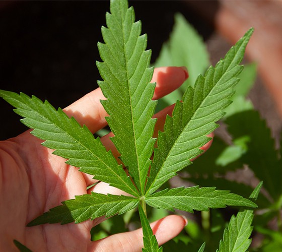 充分利用我省藥材主產(chǎn)區(qū)優(yōu)勢(shì)，以佛慈種植資源和中藥材規(guī)范化標(biāo)準(zhǔn)..